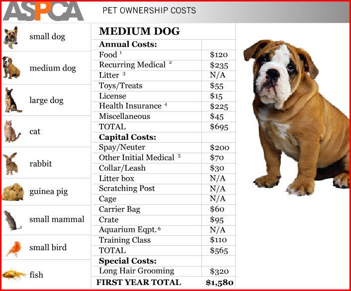How Much Do You Really Spend on Your Pet?
