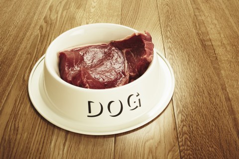 Dog bowl with steak