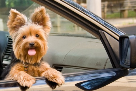 Yorkshire terrier dog in a car window