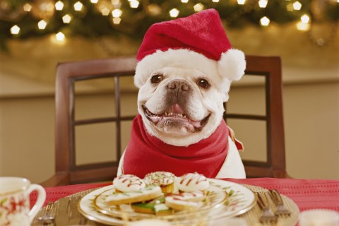 Dog in Santa hat with cookies