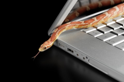 Corn snake coming out of laptop computer