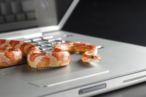 Corn snake emerging from laptop computer