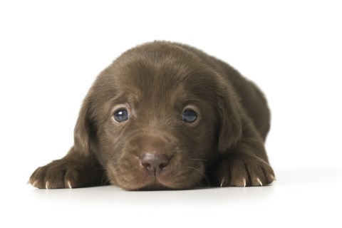 Close-up of a puppy lying down