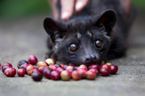 Indonesians Farm Civet Cats To Produce World's Most Valuable Coffee