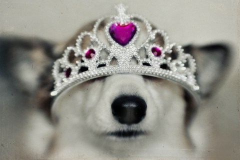 Dog in princess tiara