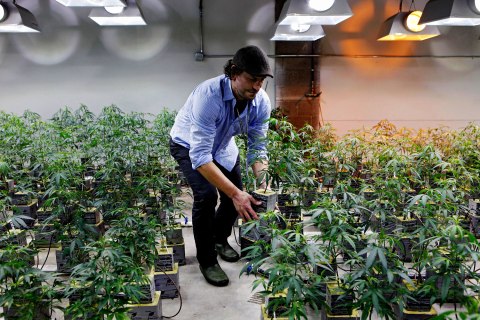 image: Matthew Huron, owner of two medical marijuana dispensaries and an edible marijuana company in Denver, examining a marijuana plant in his grow house, Feb. 10, 2012. 