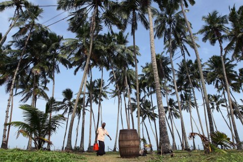 image: A worker carries a toddy pot after collecting the sap from a coconut palm tree in Wadduwa, Sri Lanka, June 11, 2012.