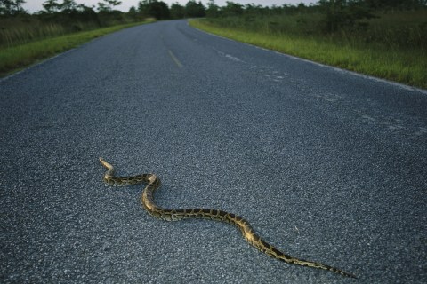 Burmese python in Florida